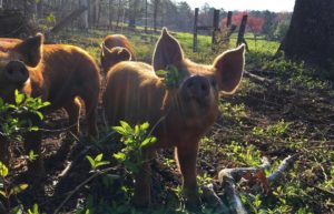 A pig on a farm looks at the camera, with two more pigs behind it.